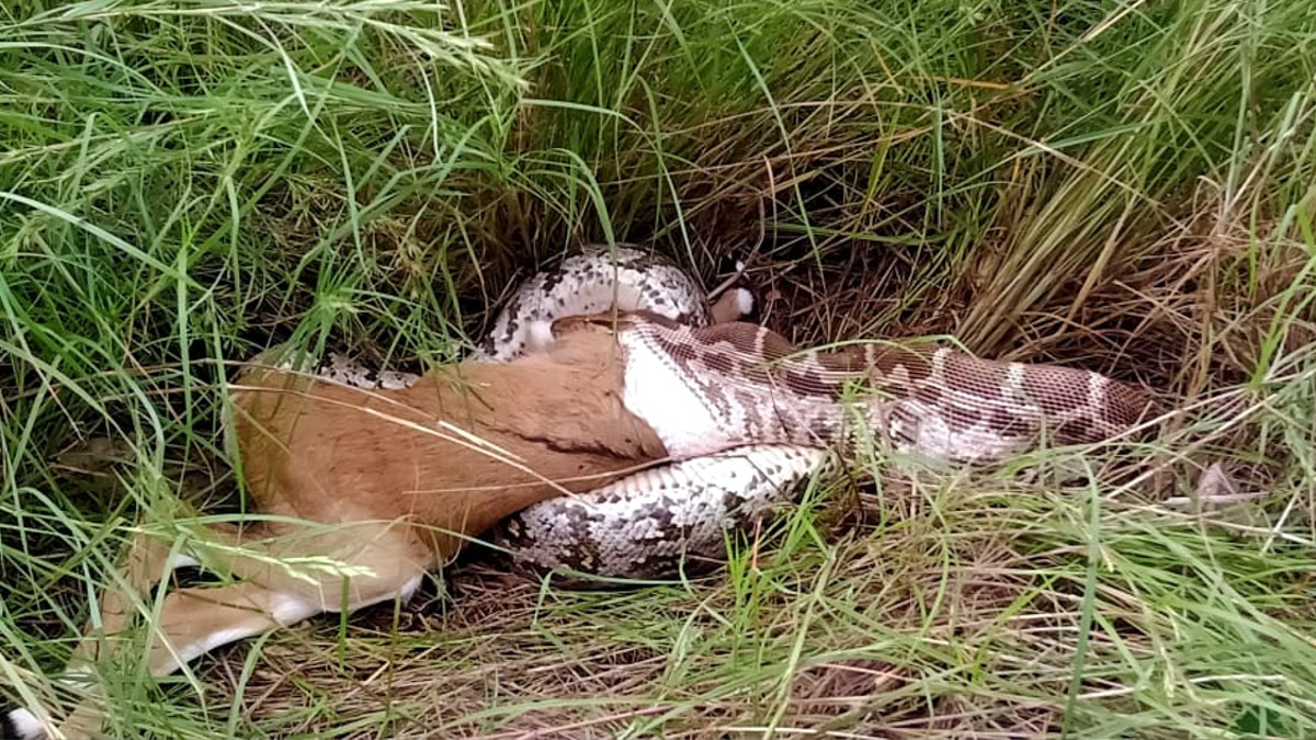 python swallowed the deer