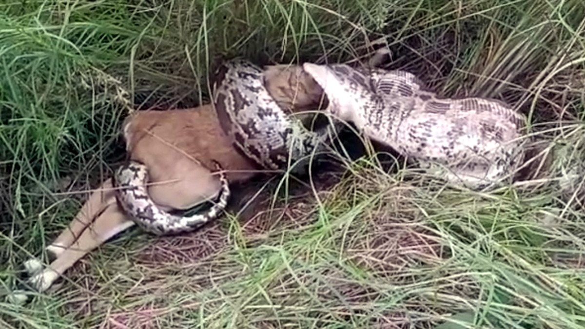python swallowed the deer