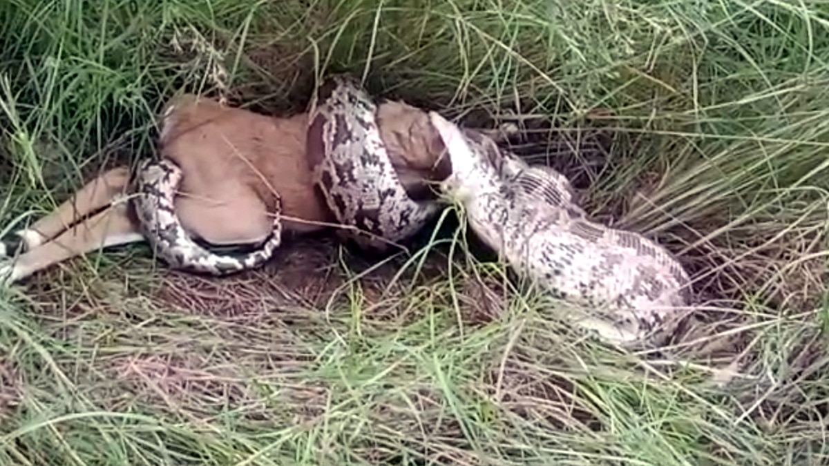 python swallowed the deer