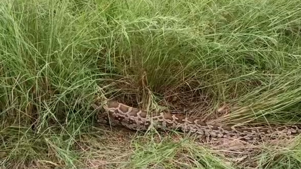 python swallowed the deer