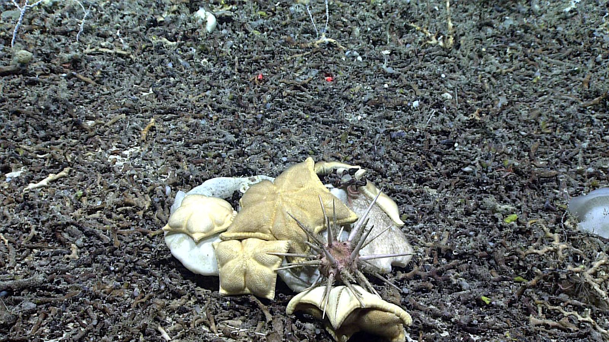 Mysterious Ravioli Starfish