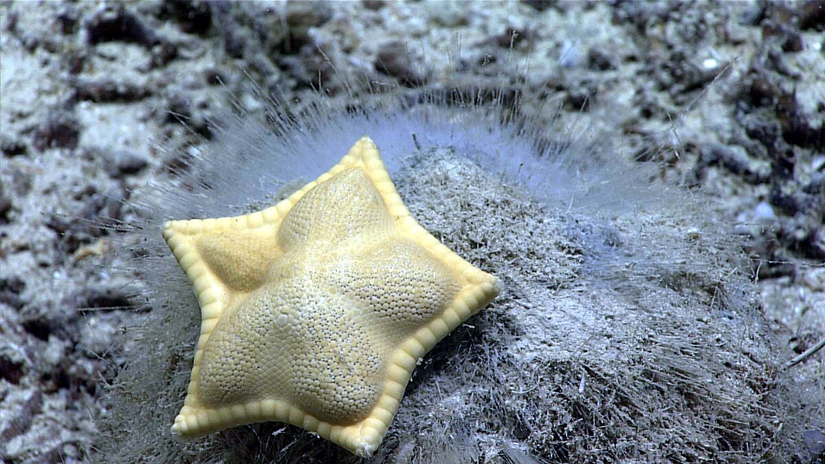 Mysterious Ravioli Starfish