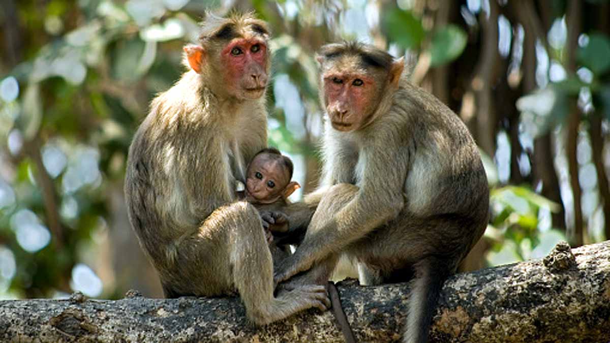 Pregnancy Loss in Rhesus Monkey