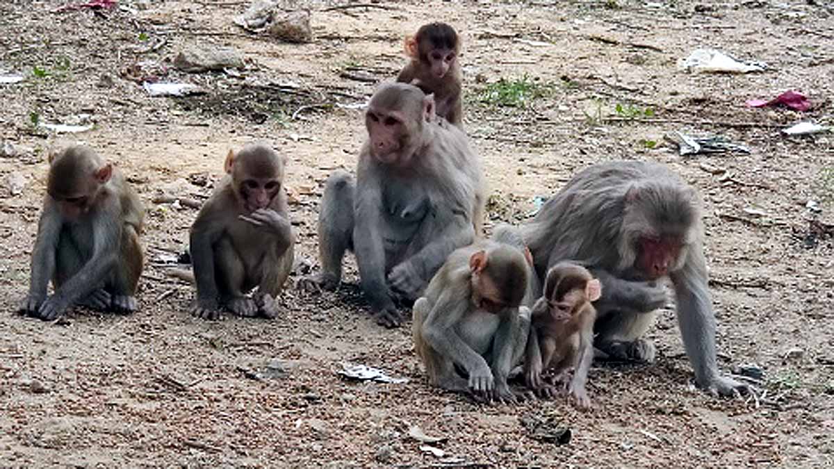 Pregnancy Loss in Rhesus Monkey