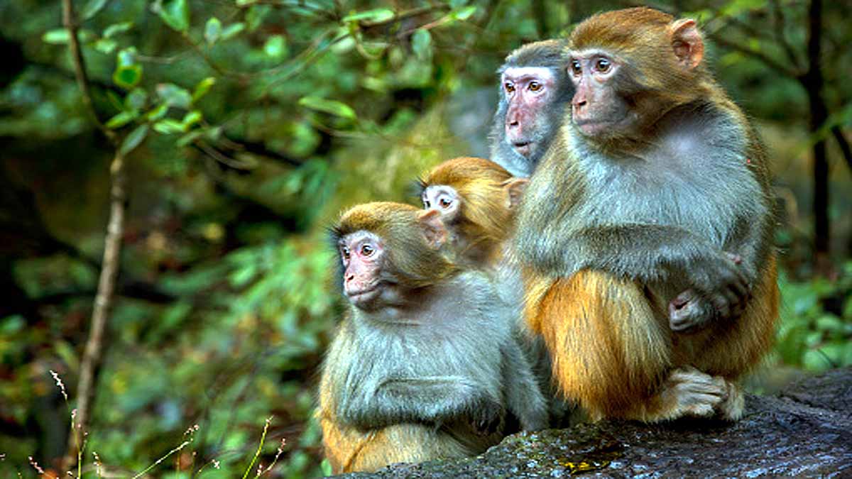 Pregnancy Loss in Rhesus Monkey