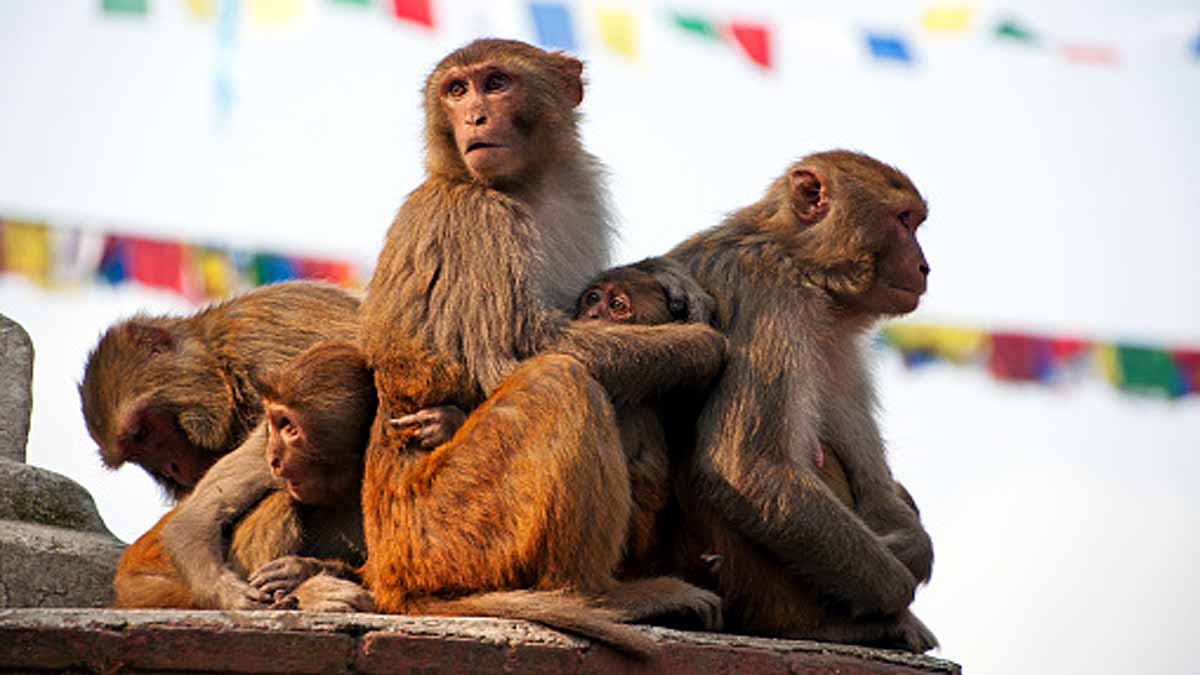 Pregnancy Loss in Rhesus Monkey
