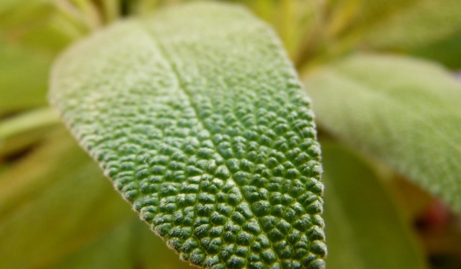 कोलेस्ट्रॉल9