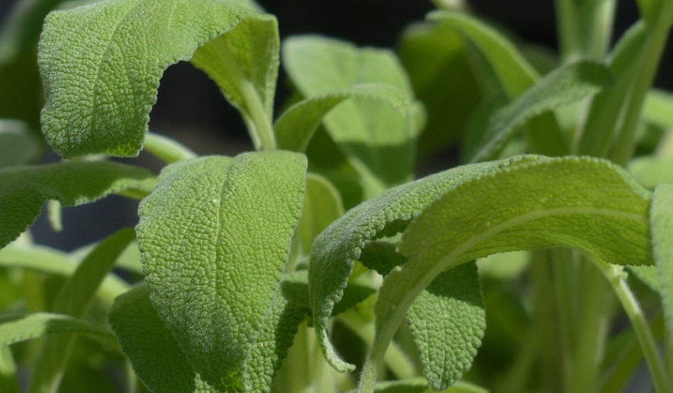 इंसुलिन4