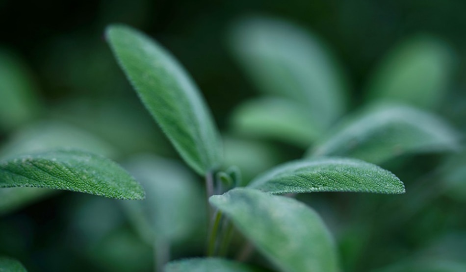 डायबिटीज3