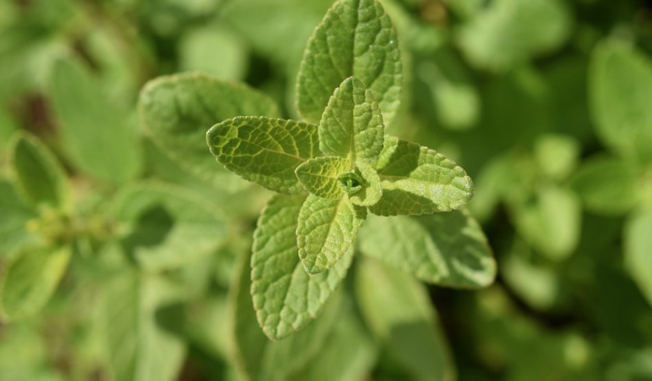 डायबिटीज5