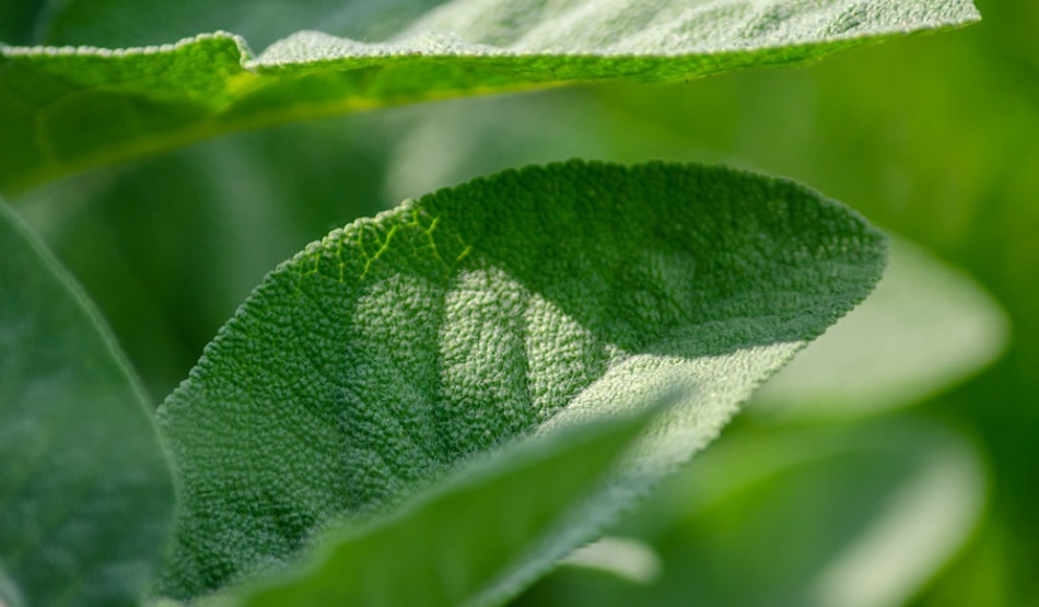 डायबिटीज6