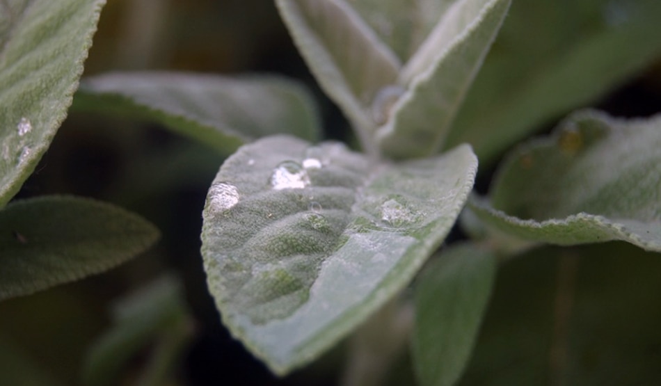 कोलेस्ट्रॉल8