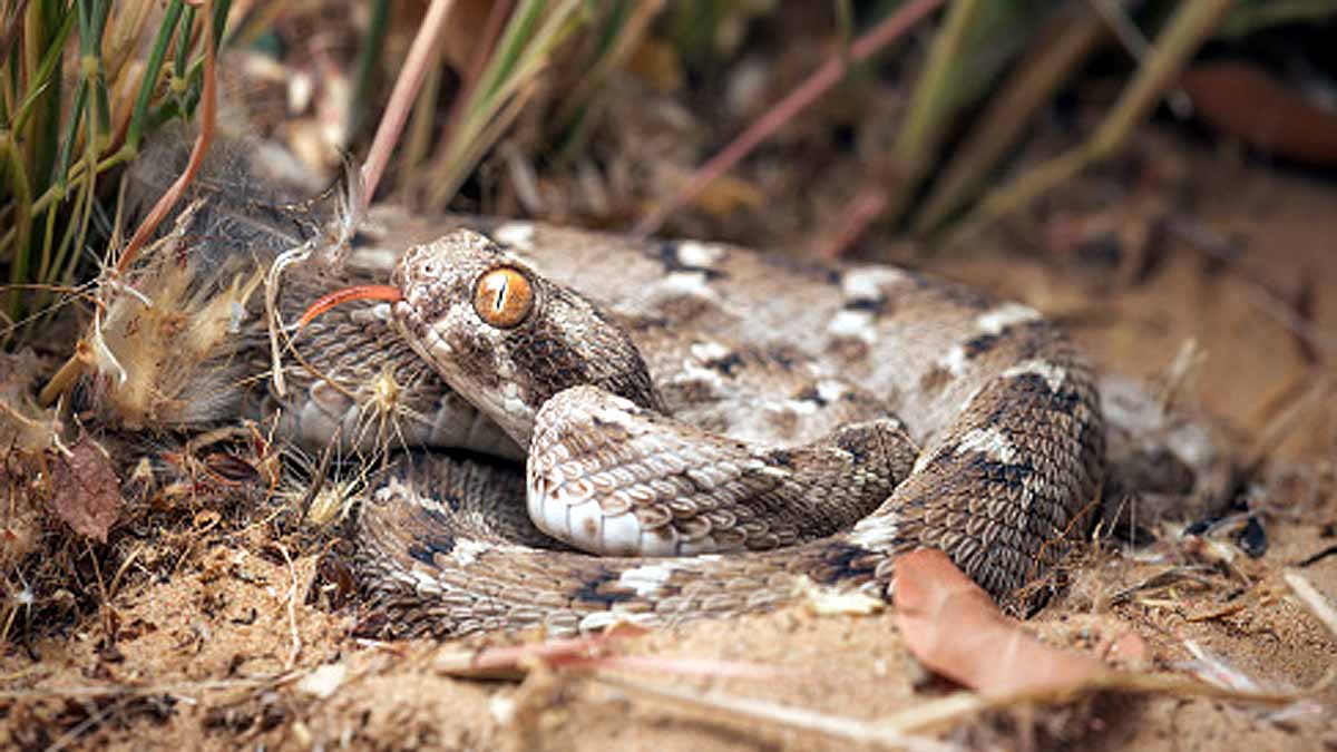 10 Most Deadliest Snakes