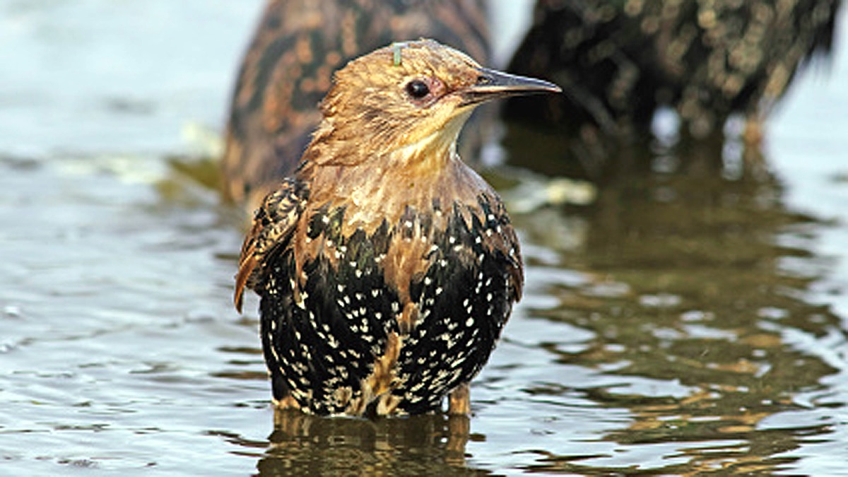 Songbirds mass death World Trade Center
