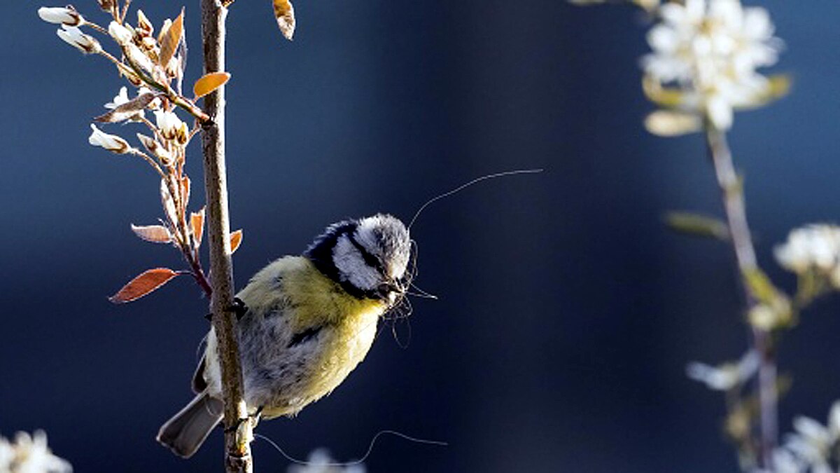 Songbirds mass death World Trade Center