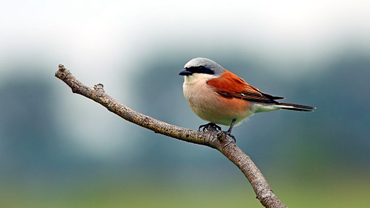 Songbirds mass death World Trade Center