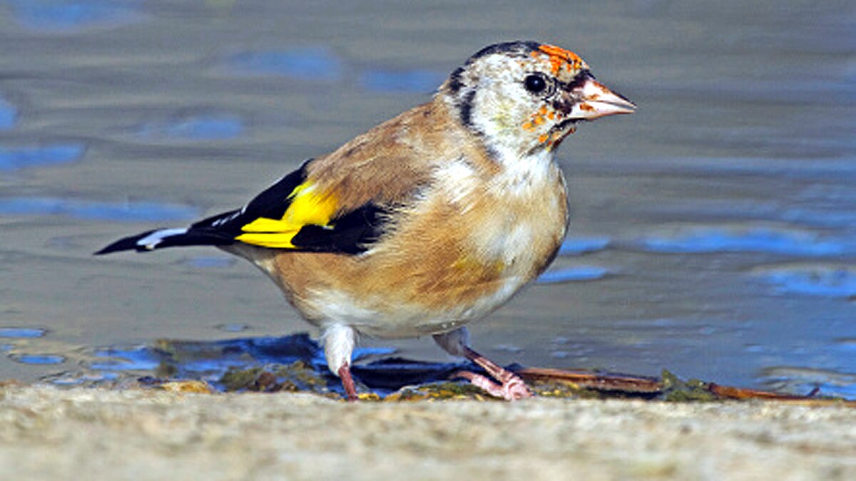 Songbirds mass death World Trade Center