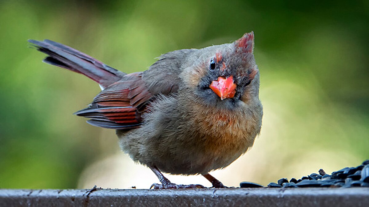 Songbirds mass death World Trade Center
