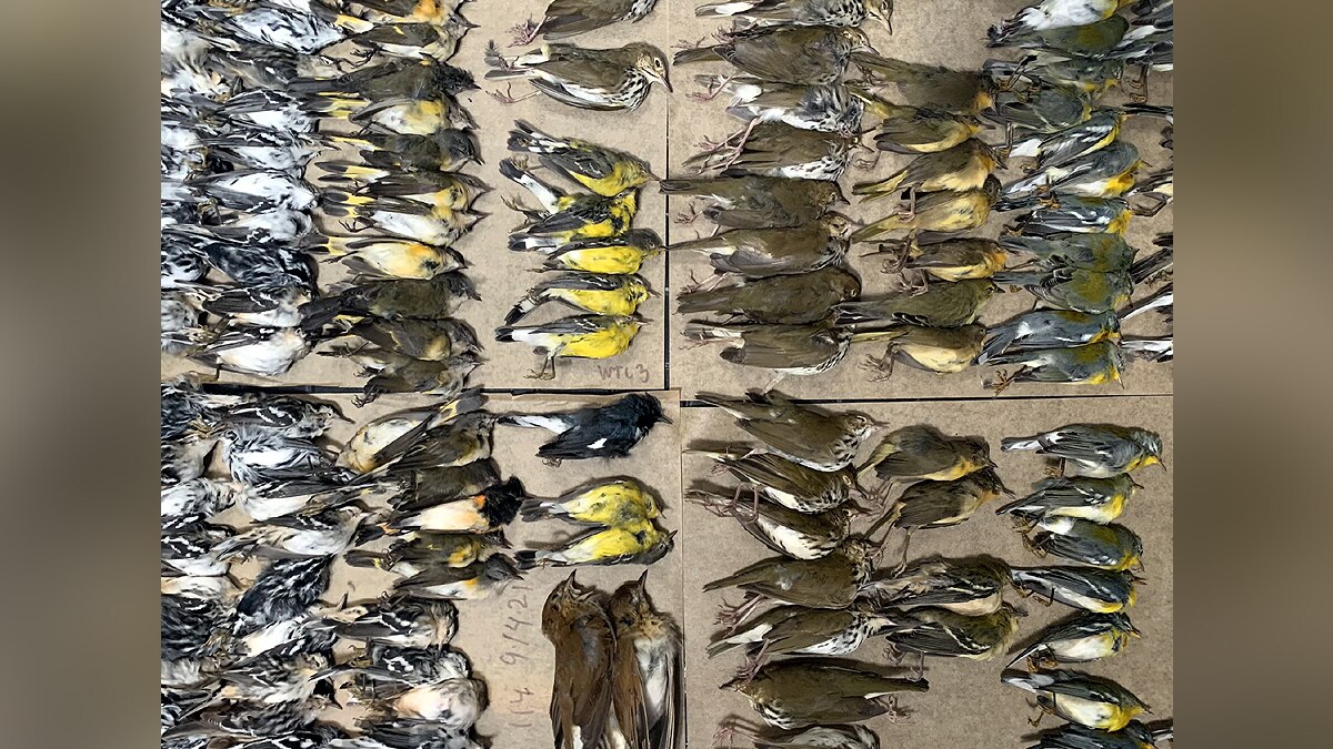 Songbirds mass death World Trade Center