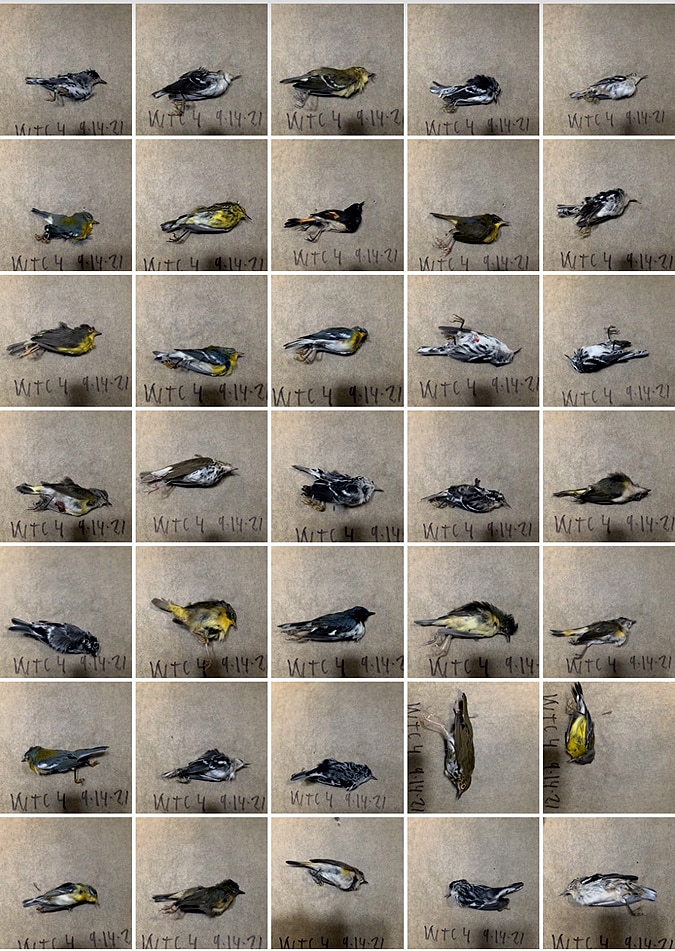 Songbirds mass death World Trade Center