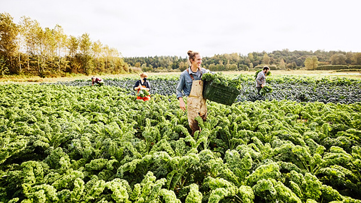 Sustainable Agriculture India