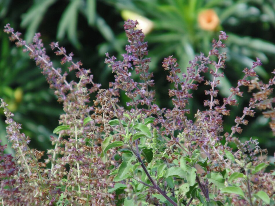 Ganesh and Tulsi story