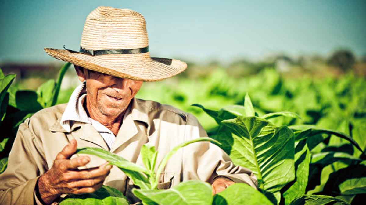 Human Use Tobacco History