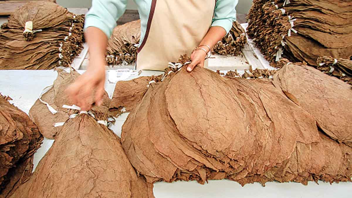 Human Use Tobacco History