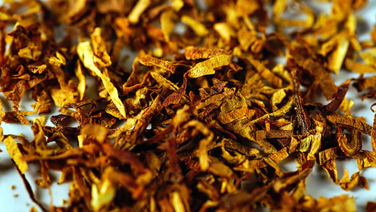 Human Use Tobacco History