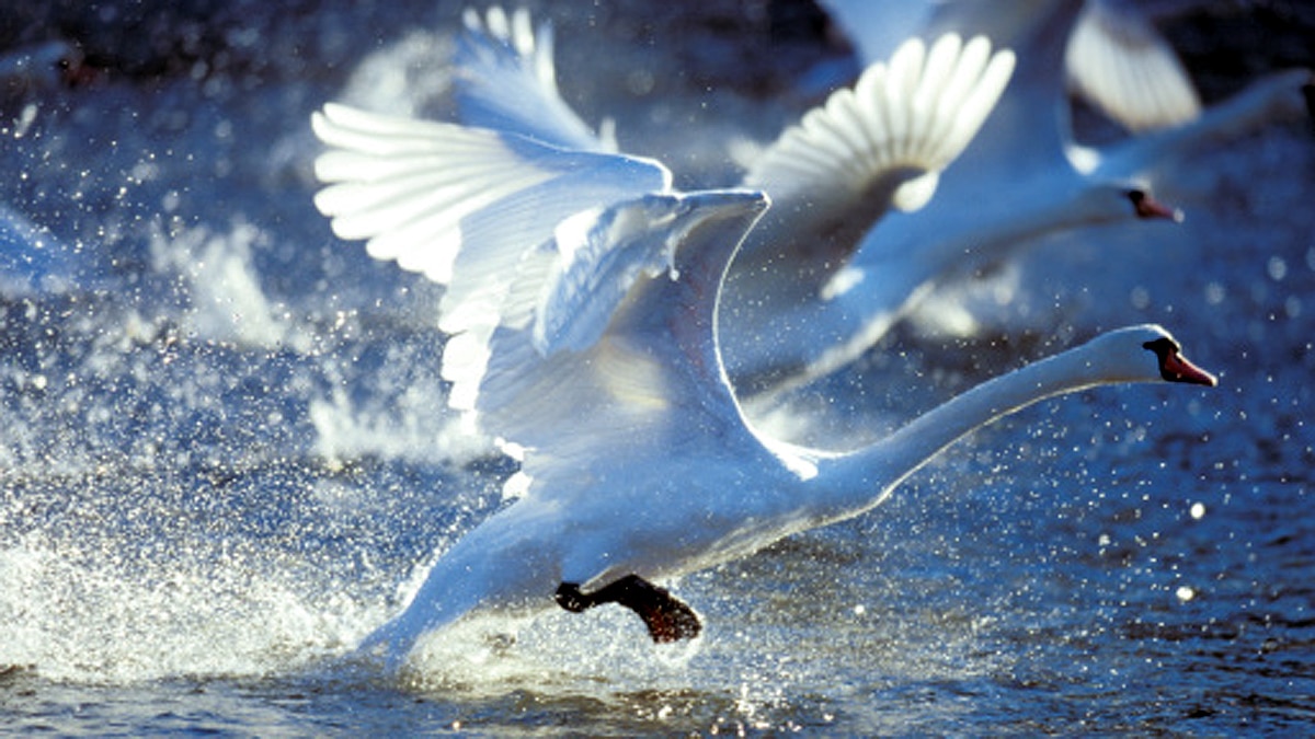 Seals Swans fox die Bird Flu 