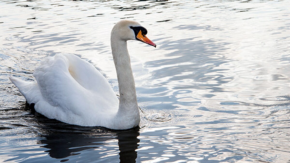 Seals Swans fox die Bird Flu 