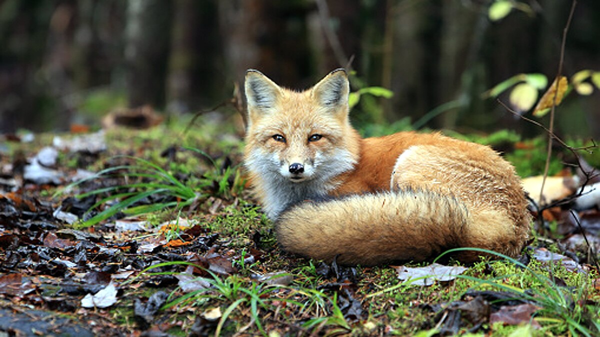 Seals Swans fox die Bird Flu 