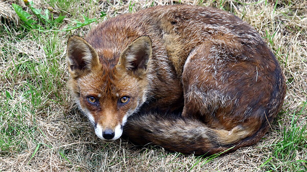 Seals Swans fox die Bird Flu 