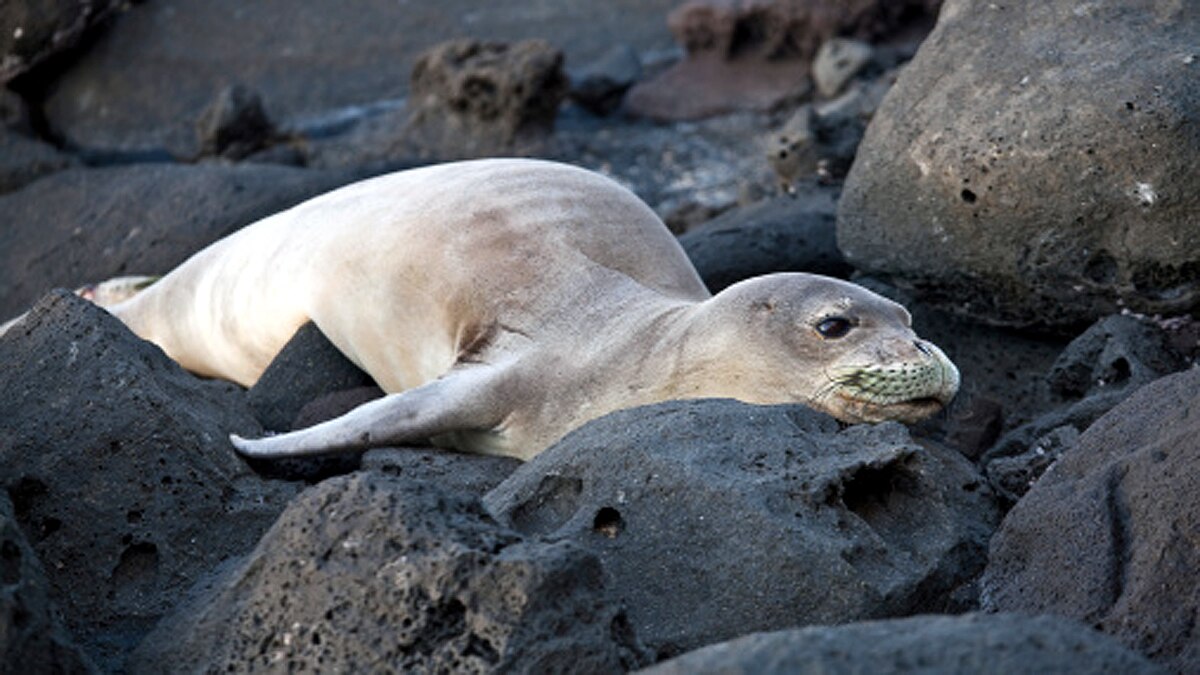 Seals Swans fox die Bird Flu 