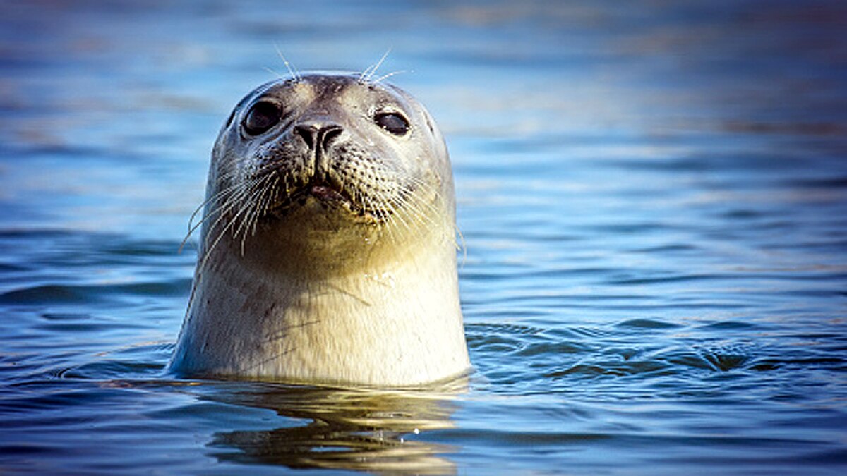 Seals Swans fox die Bird Flu 