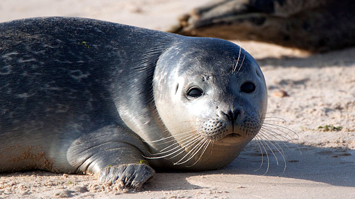 Seals Swans fox die Bird Flu 