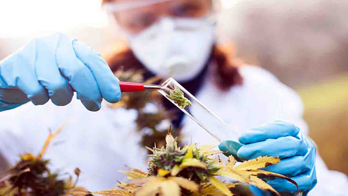 Medicinal Cannabis Depression 