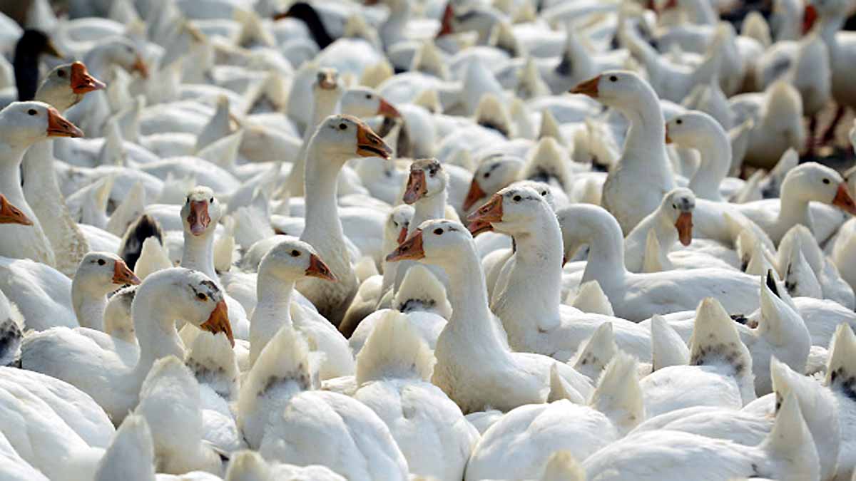 Human Bird Flu in China