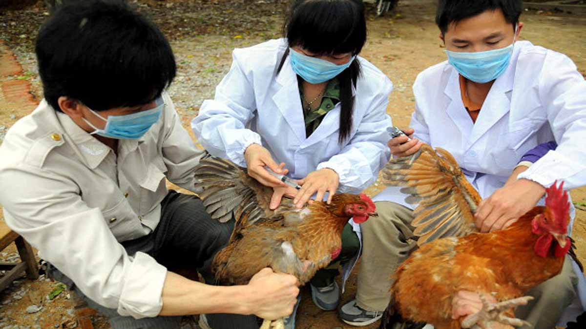 Human Bird Flu in China