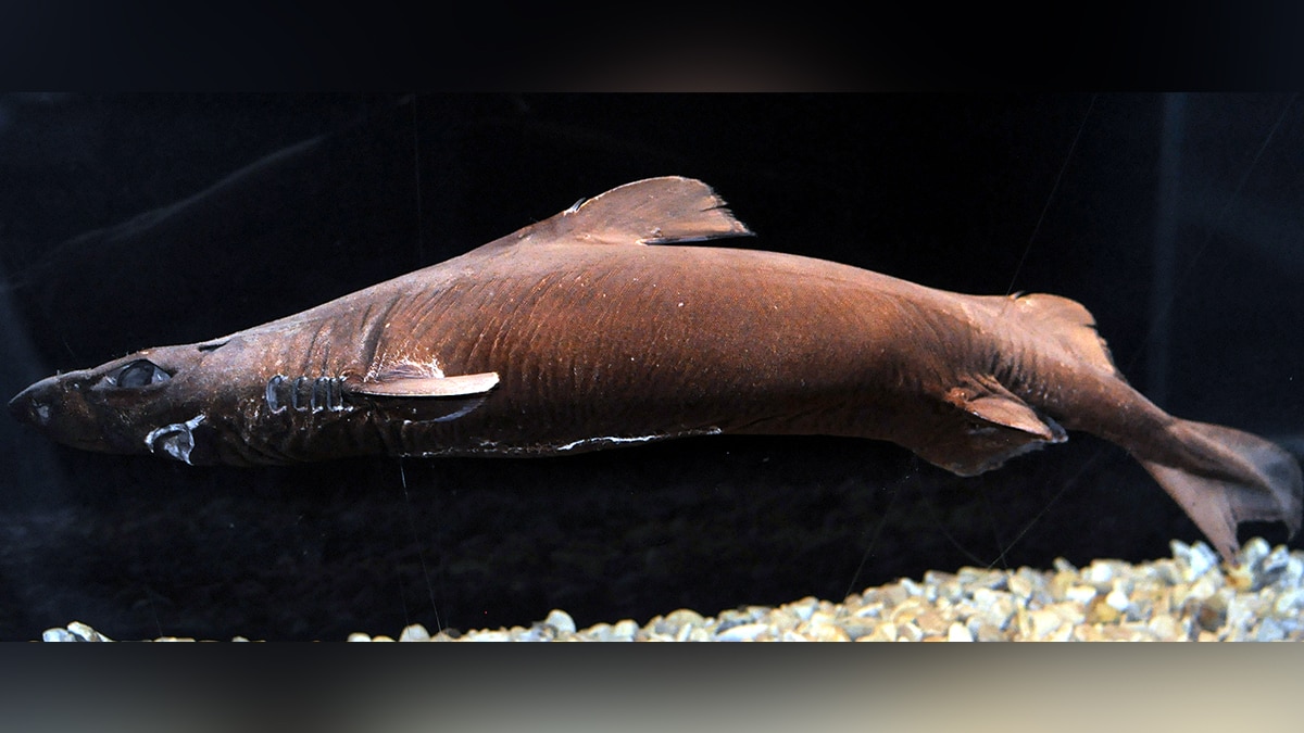 Weirdest Sharks of The World