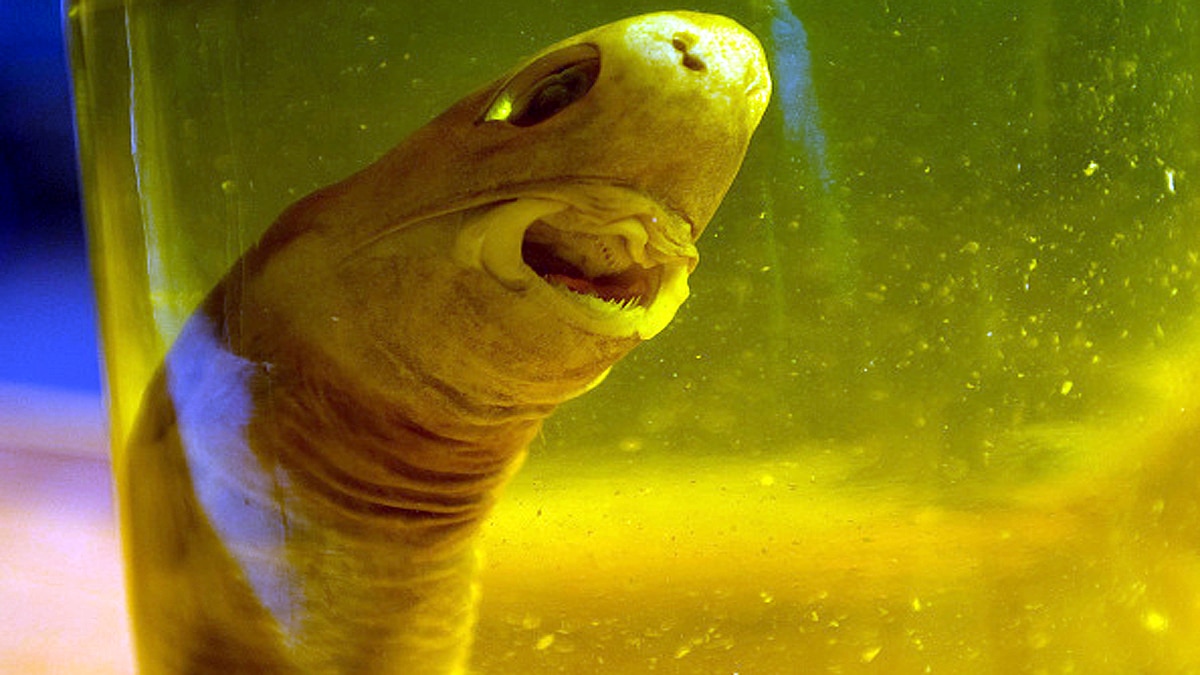 Weirdest Sharks of The World