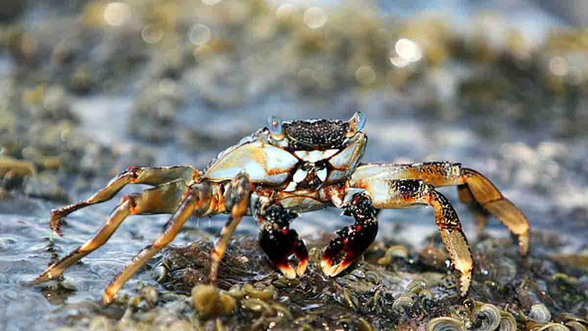  Immortal Crab Discovered