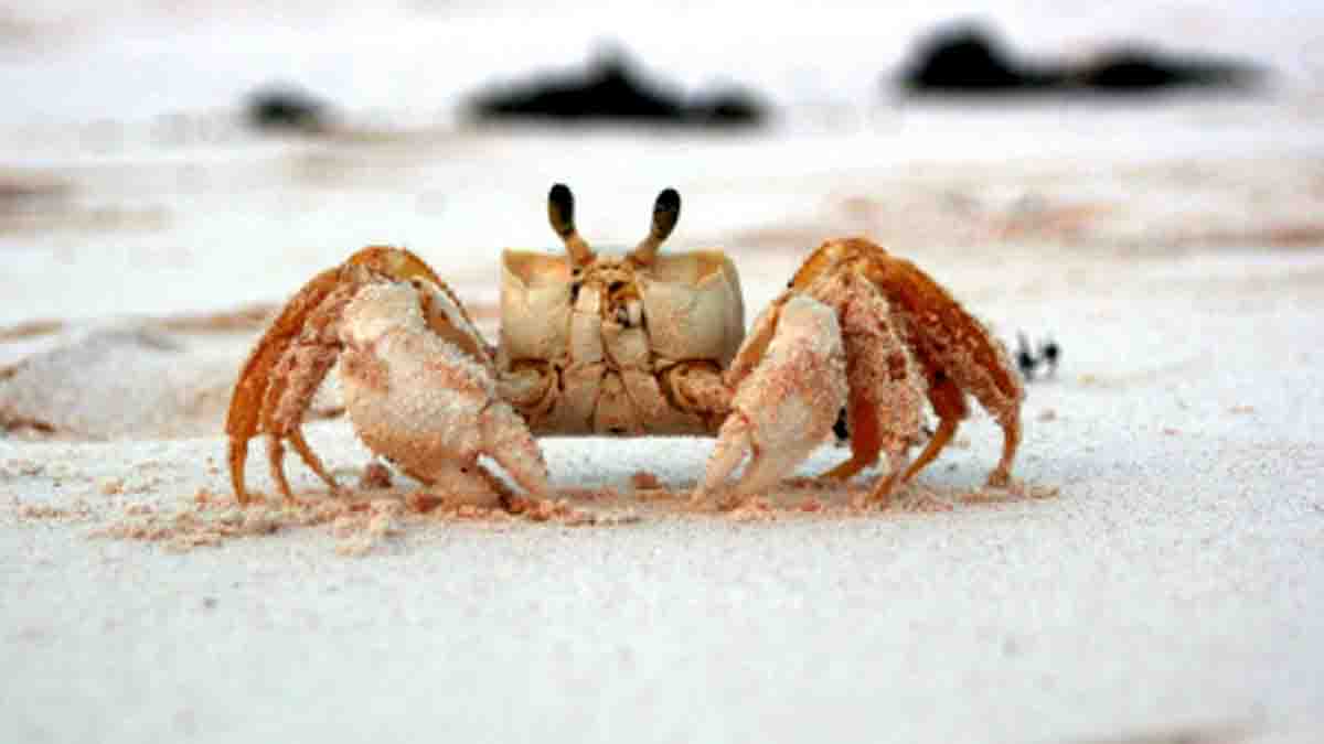  Immortal Crab Discovered