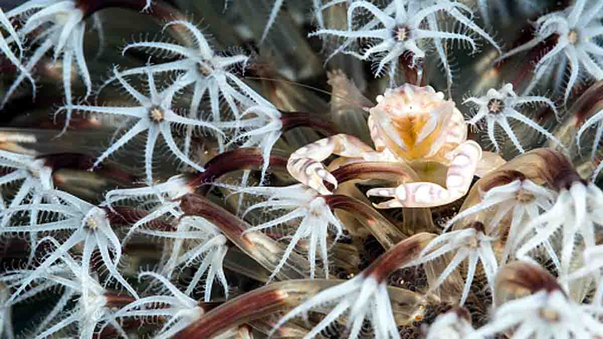  Immortal Crab Discovered