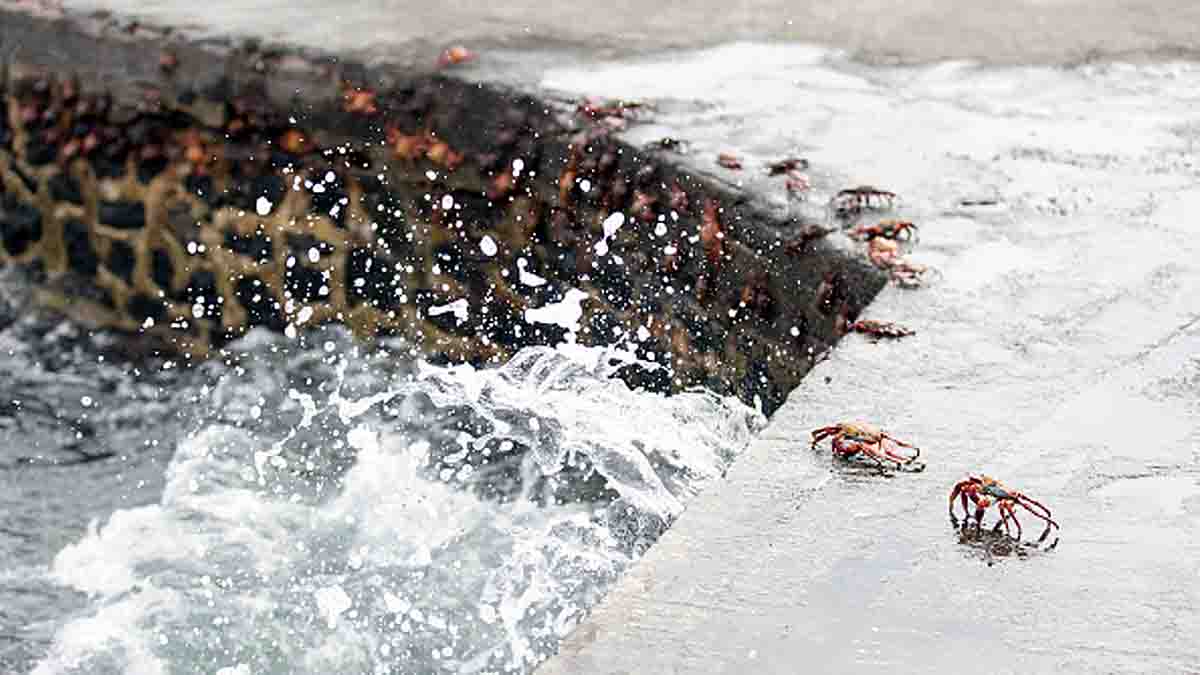  Immortal Crab Discovered