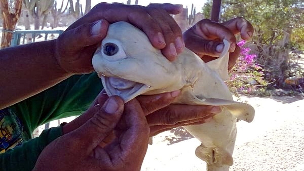 Weirdest Sharks of The World