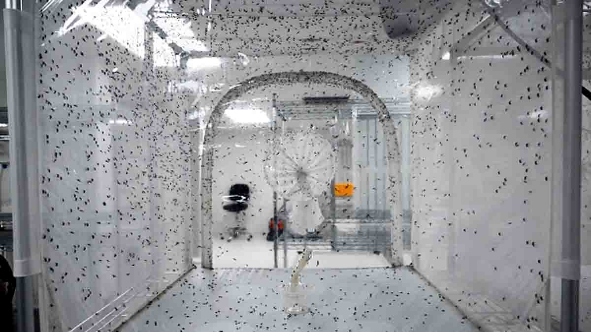 Mosquitoes Vanish From Earth