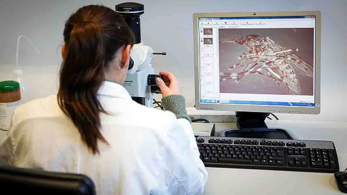 Mosquitoes Vanish From Earth