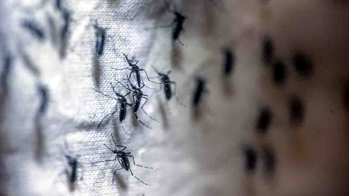 Mosquitoes Vanish From Earth