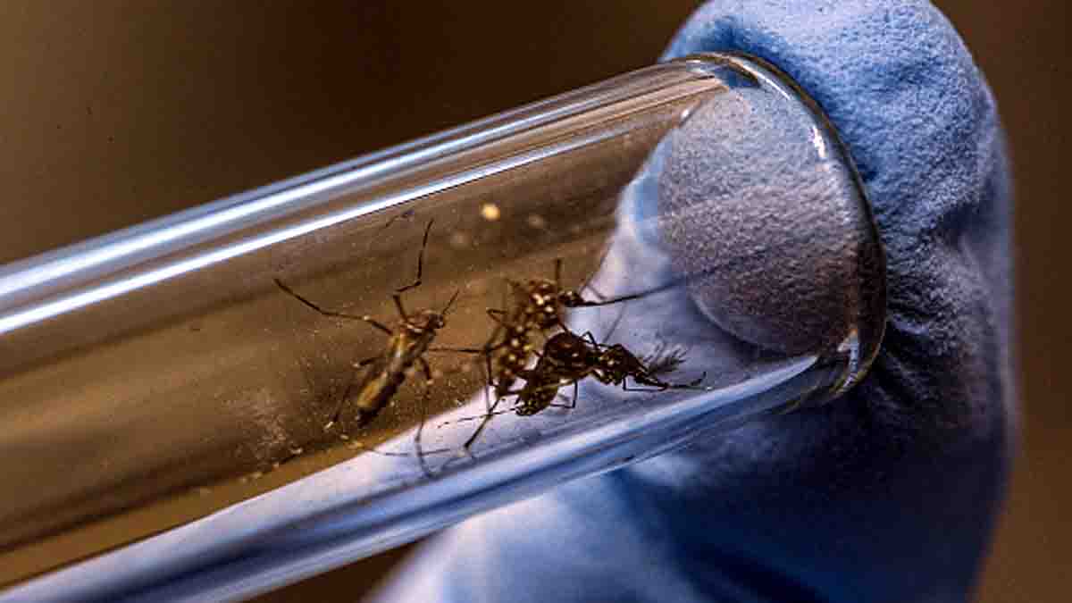 Mosquitoes Vanish From Earth